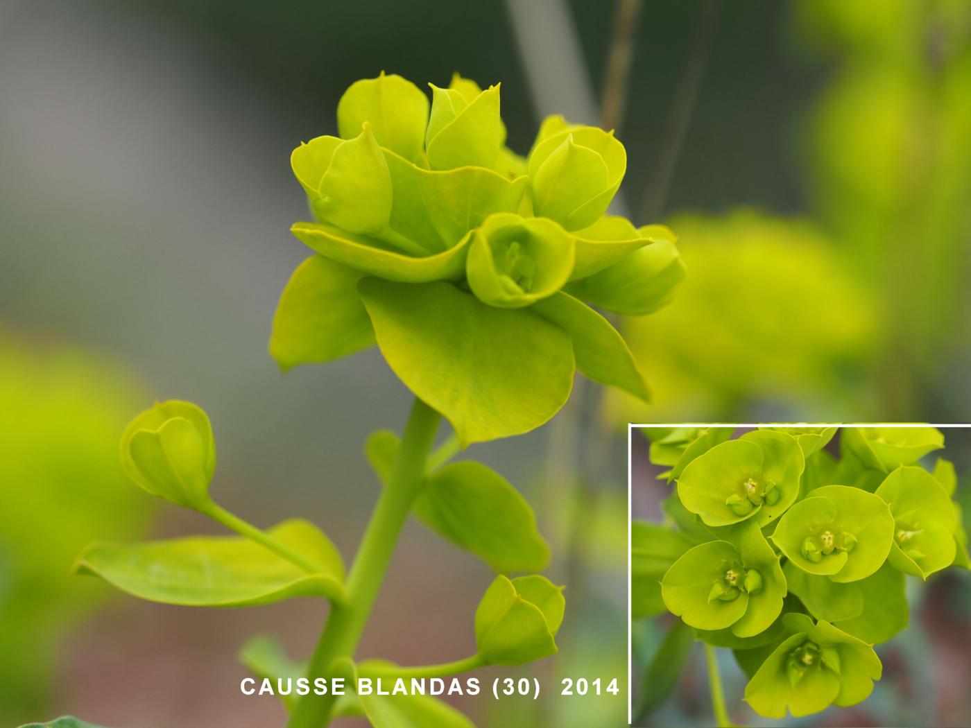 Spurge, [of Nice] flower